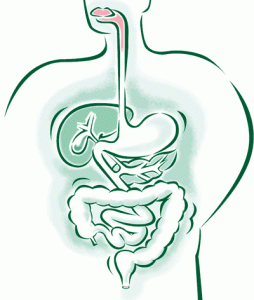 digestion-mouth